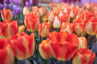 2019 FAA1219 TULIP MANIA