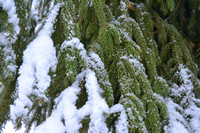 2021 FAA3828 TREE-TRAPPED SNOW
