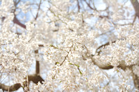 2019 FAA372 SAKURA BRANCHES