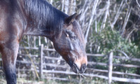 2022 FAA6657 ALWAYS HAY TIME *