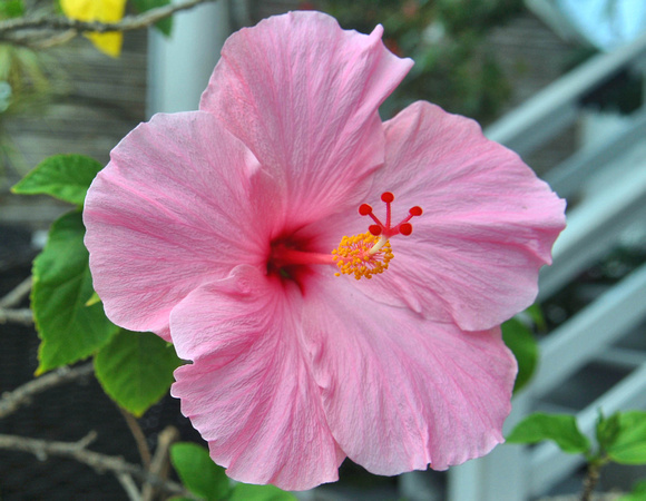 2020 FAA2839 ROSE MALLOW