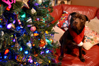XMAS 12/5/2015
