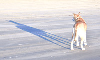 2022 FAA6488 ATTACHED TO MY SHADOW *