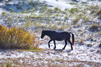 2022 FAA6561 SPANISH WAR HORSE