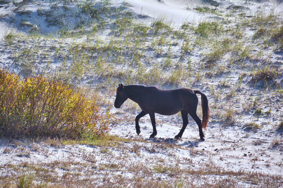 2022 FAA6561 SPANISH WAR HORSE