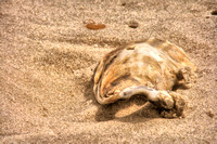 2007 FAA1908 SEASHELLS AT THE SEASHORE