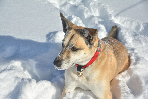 2020 FAA2460 SNOW BUNNY
