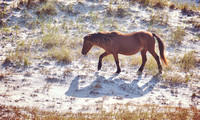 2022 FAA6563 ENERGETIC GAITS