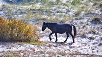 2022 FAA6561 SPANISH WAR HORSE *