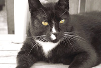 2010 FAA578 POES BLACK CAT
