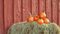 2021 FAA3483 READY FOR CARVING *
