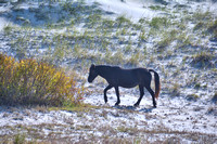 2022 FAA6561 SPANISH WAR HORSE
