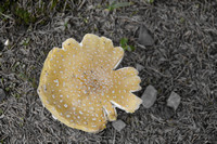 2021 FAA1531 GILLED MUSHROOM