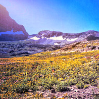 1970 FAA2092 FIELD OF WILDFLOWERS