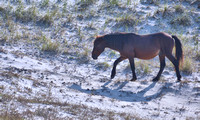 2022 FAA6566 UNIQUE BREED