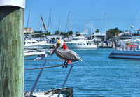 2020 FAA2841 PERCHED PELICAN