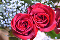 Red Roses 2011