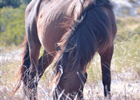 2022 FAA6635 GRAZING *