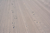 2022 FAA6315 CAROVA TRACKS *