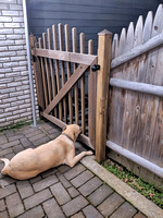 2019 JAM101 CURDOGGE