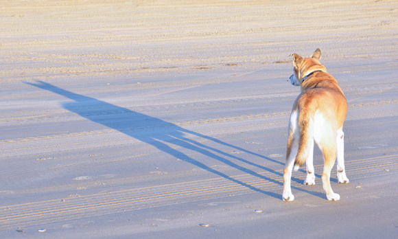 2022 FAA6488 ATTACHED TO MY SHADOW