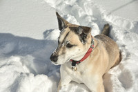 2020 FAA2460 SNOW BUNNY