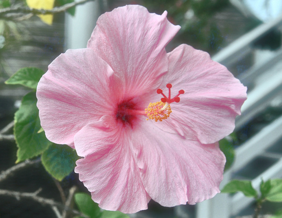 2020 FAA2839 ROSE MALLOW *